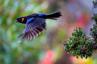 Scarlet-bellied Mountain Tanager