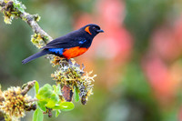 Scarlet-bellied Mountain Tanager