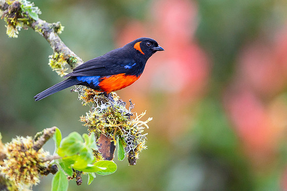 Scarlet-bellied Mountain Tanager