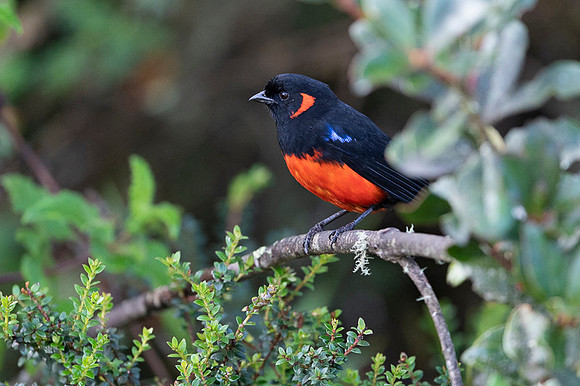 Scarlet-bellied Mountain Tanager
