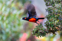 Scarlet-bellied Mountain Tanager