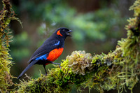 Scarlet-bellied Mountain Tanager