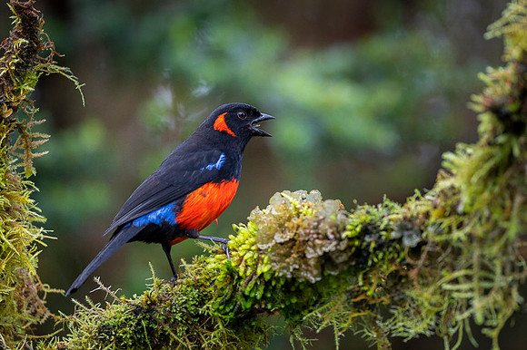 Scarlet-bellied Mountain Tanager