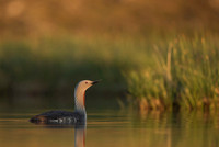 Red-throated diver  Nur rdzawoszyi