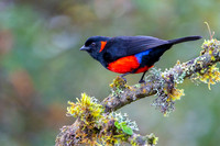 Scarlet-bellied Mountain Tanager