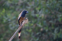 Rufous treepie
