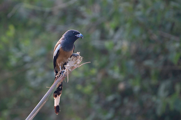 Rufous treepie