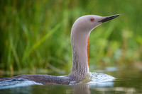 Red-throated diver  Nur rdzawoszyi