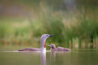 Red-throated diver  Nur rdzawoszyi