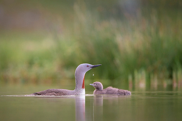Red-throated diver  Nur rdzawoszyi
