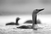 Red-throated diver  Nur rdzawoszyi
