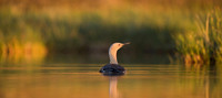 Red-throated diver  Nur rdzawoszyi