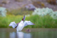Red-throated diver  Nur rdzawoszyi