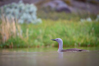 Red-throated diver  Nur rdzawoszyi