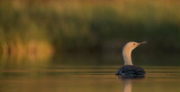 Red-throated diver  Nur rdzawoszyi