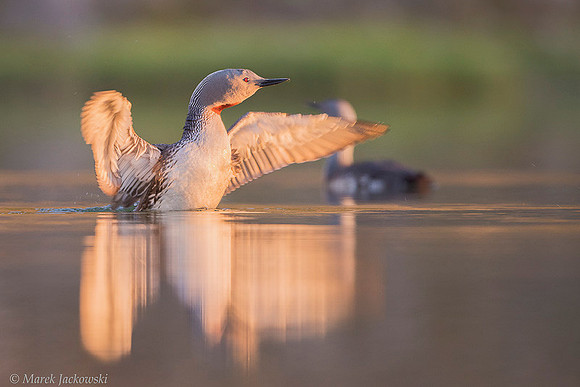 Red-throated diver  Nur rdzawoszyi