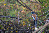 Rufous treepie