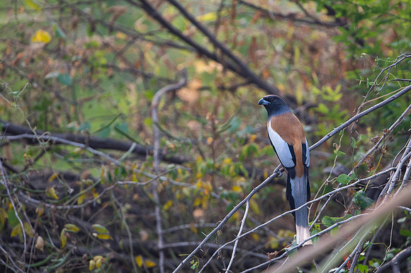 Rufous treepie