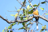 Rufous treepie