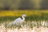 Snowy Egret / Czapla Śnieżna
