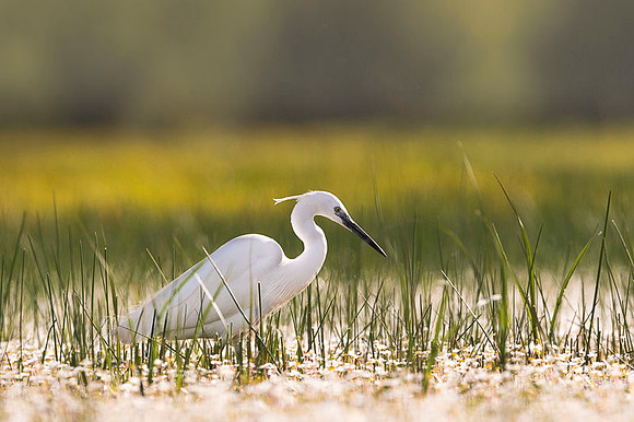 Snowy Egret / Czapla Śnieżna