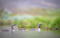 Red-throated diver  Nur rdzawoszyi