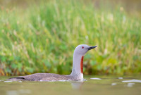 Red-throated diver  Nur rdzawoszyi