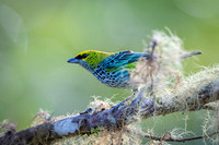 Speckled Tanager