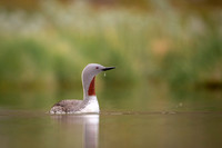 Red-throated diver  Nur rdzawoszyi