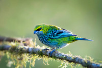 Speckled Tanager