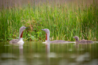 Red-throated diver  Nur rdzawoszyi