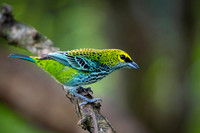 Speckled Tanager