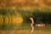 Red-throated diver  Nur rdzawoszyi
