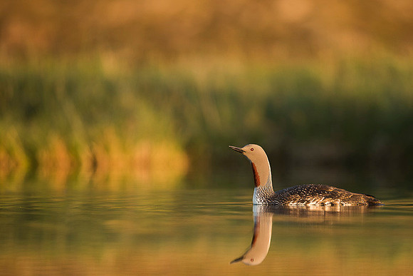 Red-throated diver  Nur rdzawoszyi