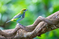 Speckled Tanager