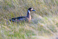 Spectacled Duck