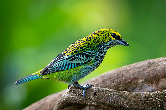 Speckled Tanager