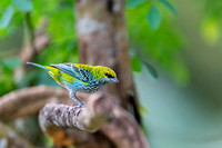 Speckled Tanager