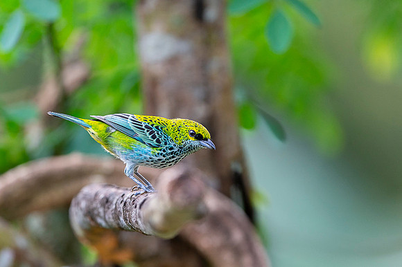 Speckled Tanager
