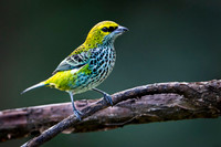 Speckled Tanager
