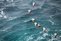 Common Eider  Edgedon