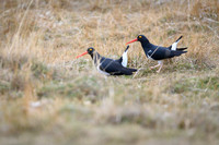 American Oystercatcher