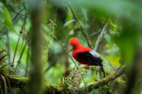 Cock-of-the-Rock