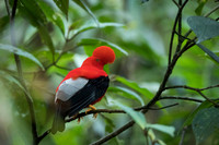 Cock-of-the-Rock