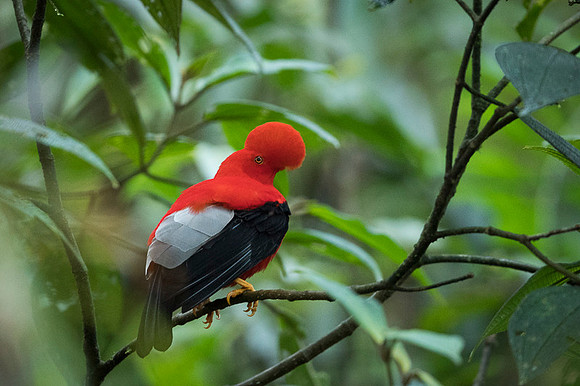 Cock-of-the-Rock