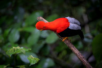 Cock-of-the-Rock