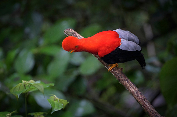 Cock-of-the-Rock