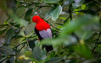 Cock-of-the-Rock