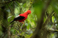 Cock-of-the-Rock