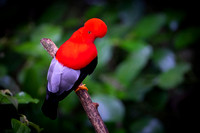 Cock-of-the-Rock